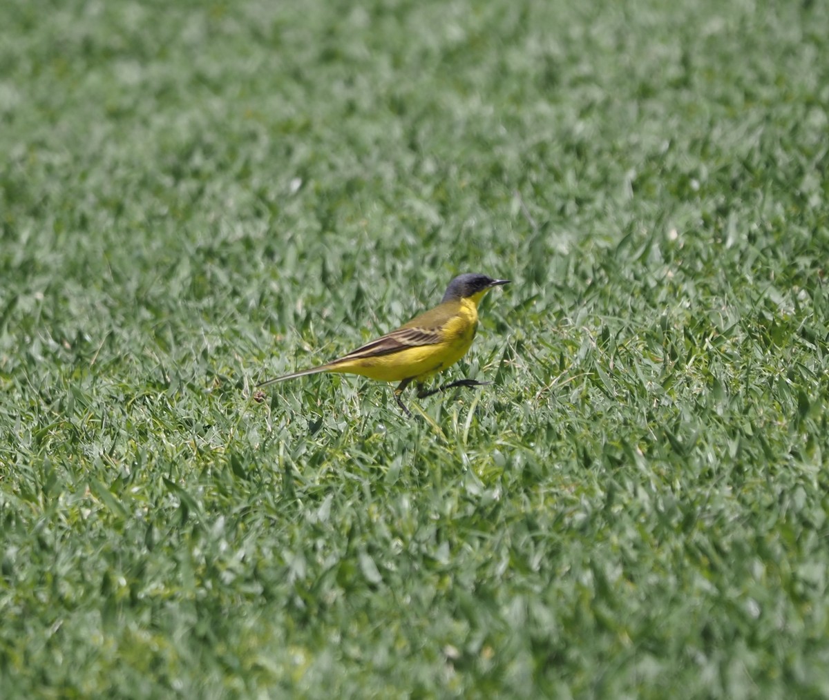 Western Yellow Wagtail - ML618067255