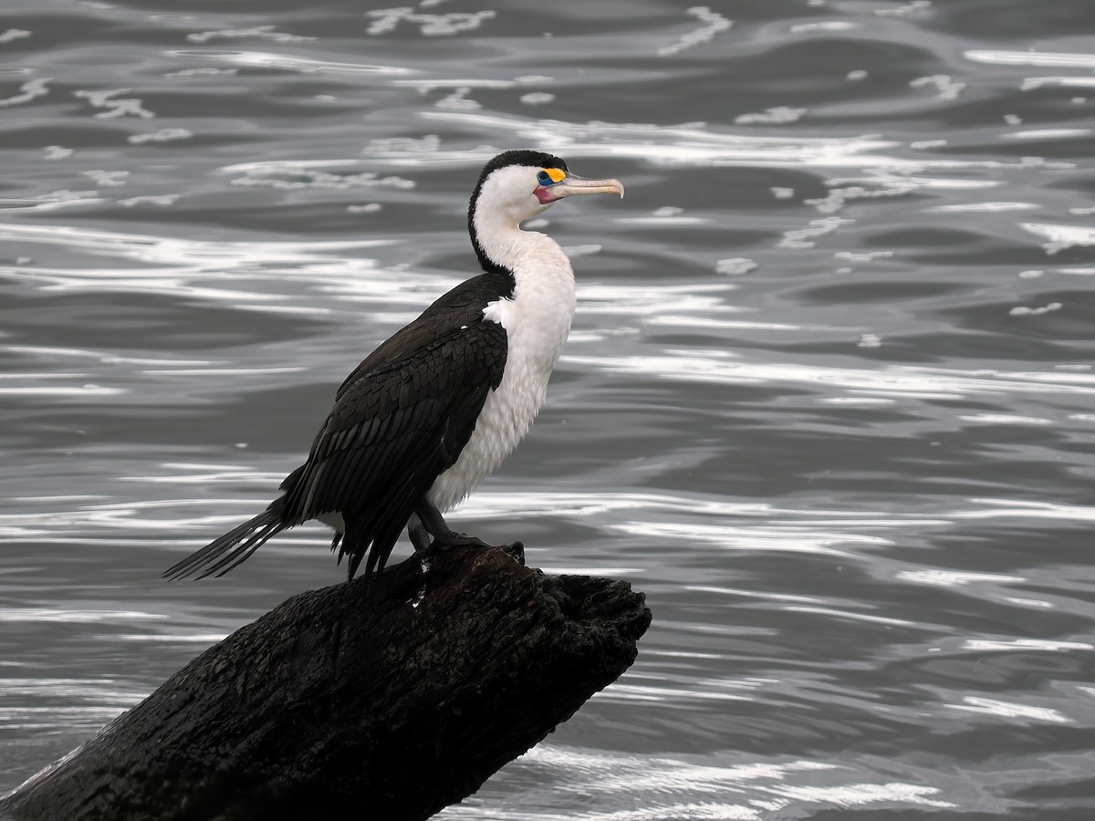 Pied Cormorant - Len and Chris Ezzy