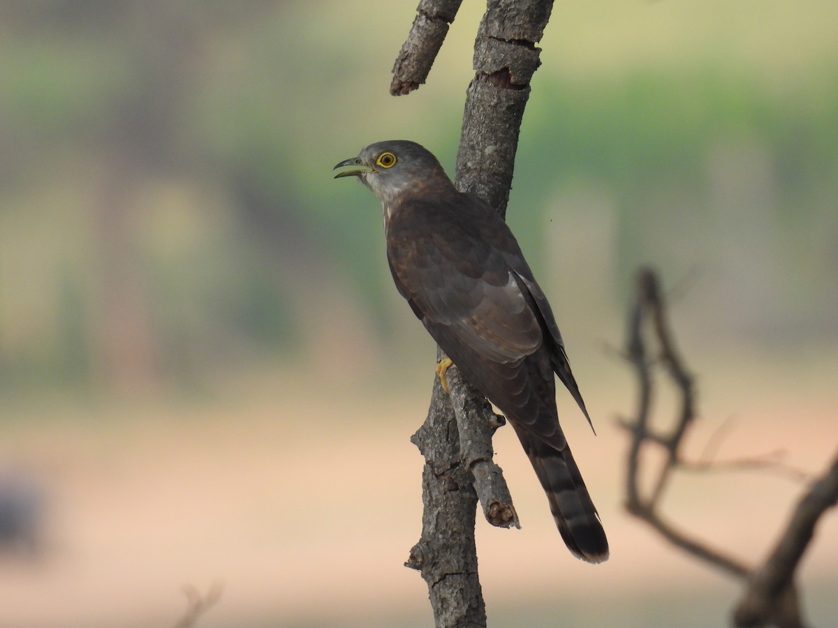 Common Hawk-Cuckoo - ML618067294