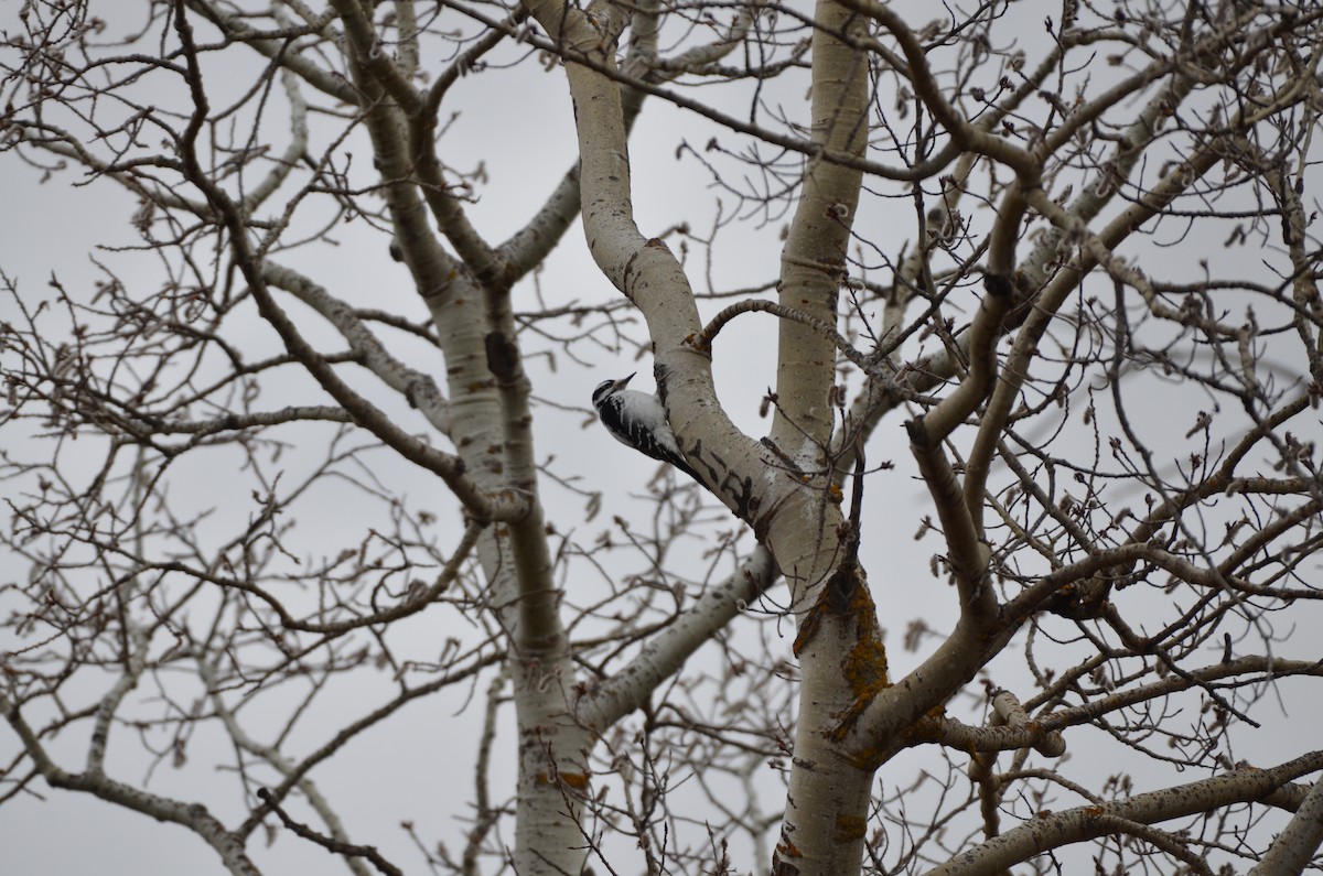 Hairy Woodpecker - Carmen Tavares