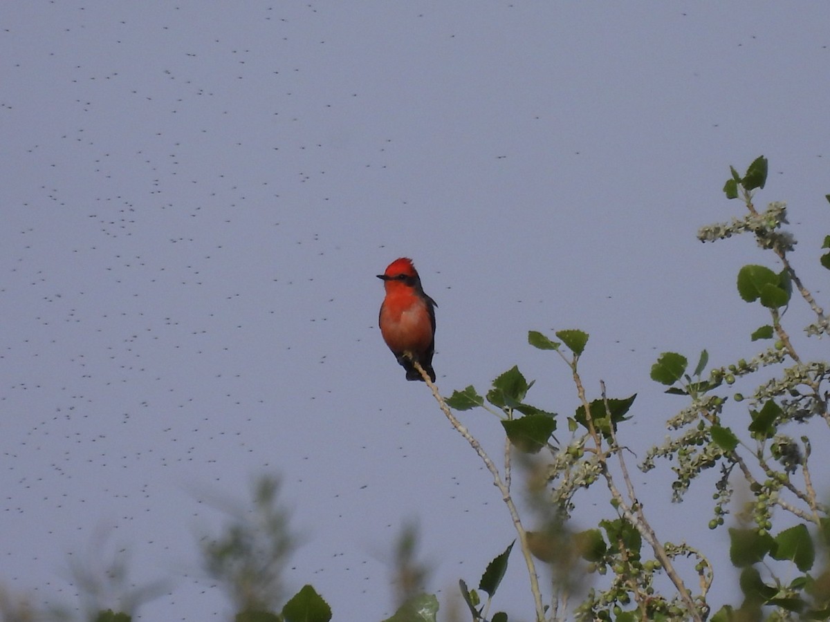 Vermilion Flycatcher - Sam Reitenour