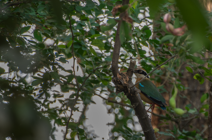 Indian Pitta - ML618067363