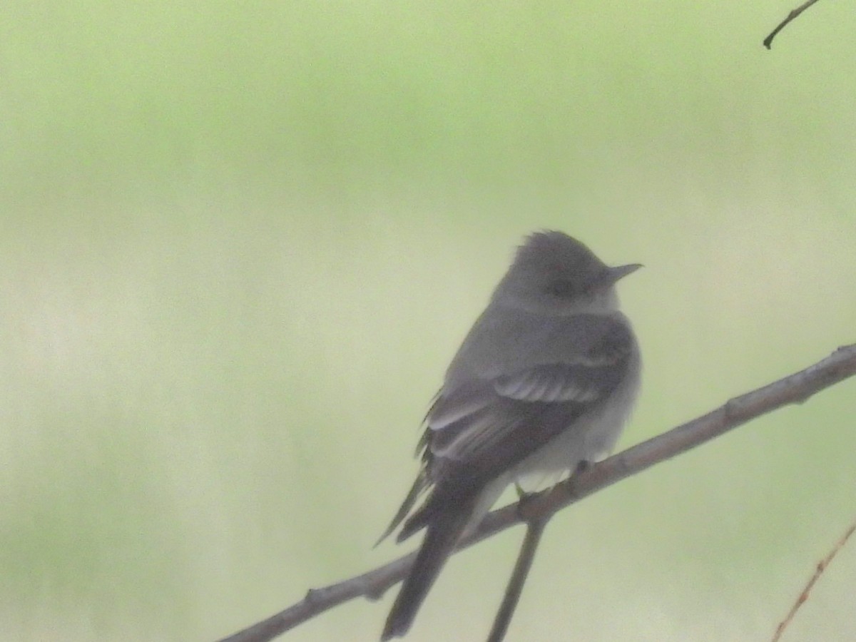 Western Wood-Pewee - ML618067375