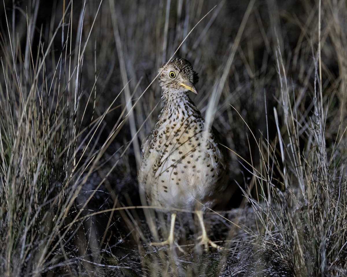 Plains-wanderer - Ian Shrubsole