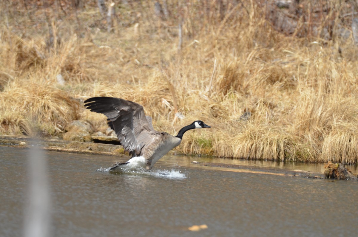 Canada Goose - Carmen Tavares