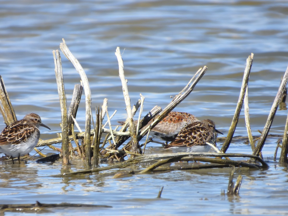 gulbrystsnipe - ML618067400