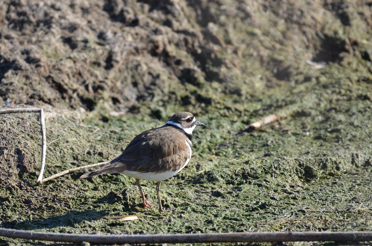 Killdeer - ML618067415