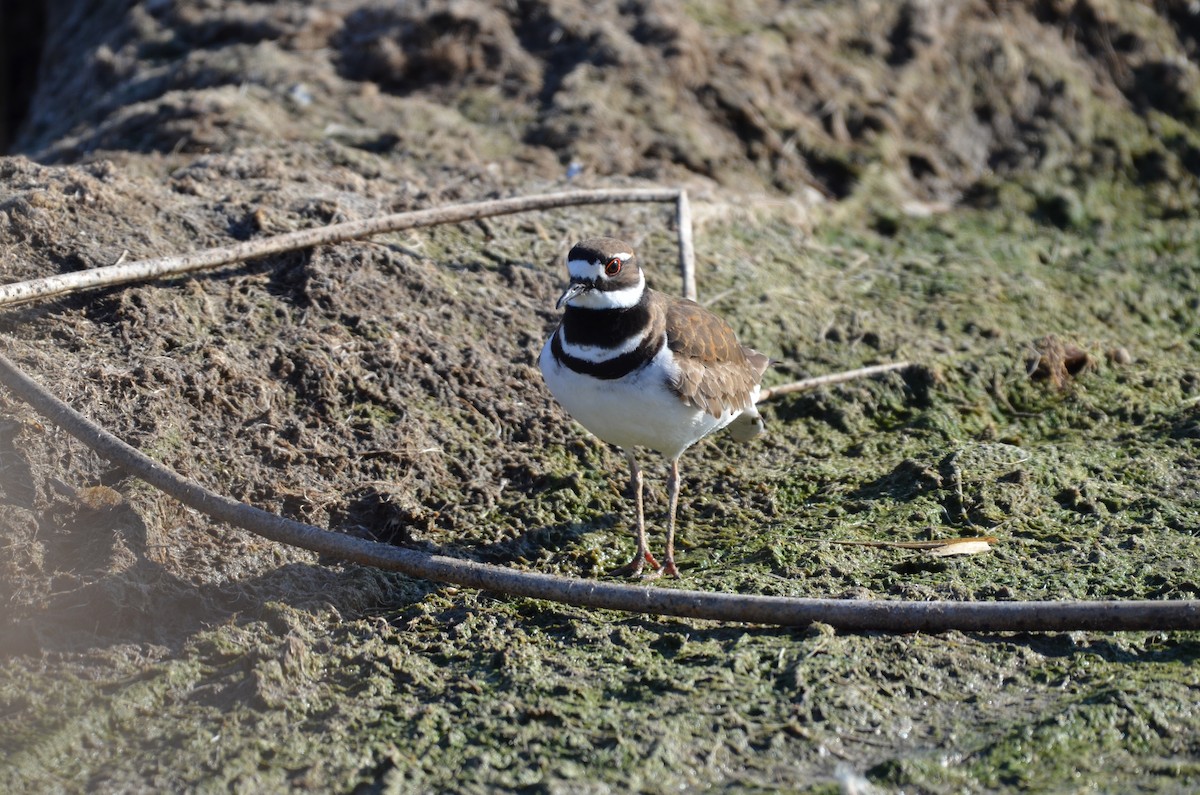 Killdeer - ML618067423