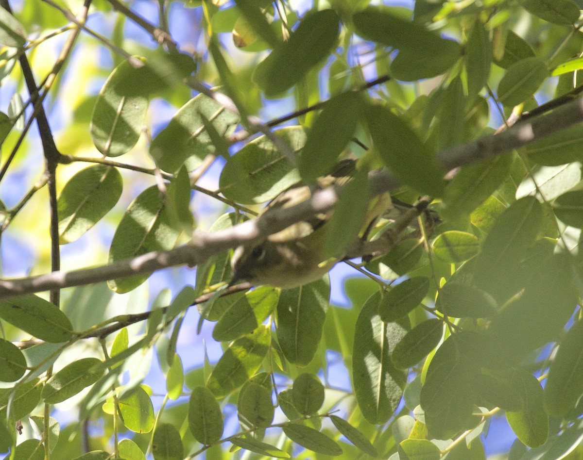 Black-throated Blue Warbler - ML618067424