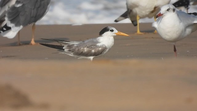 Lesser Crested Tern - ML618067450