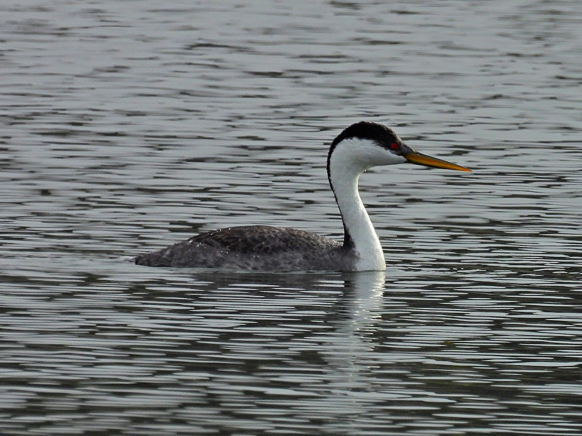 Western Grebe - ML618067513