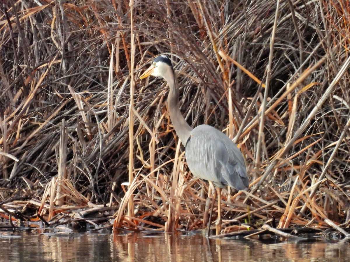 Great Blue Heron - ML618067521