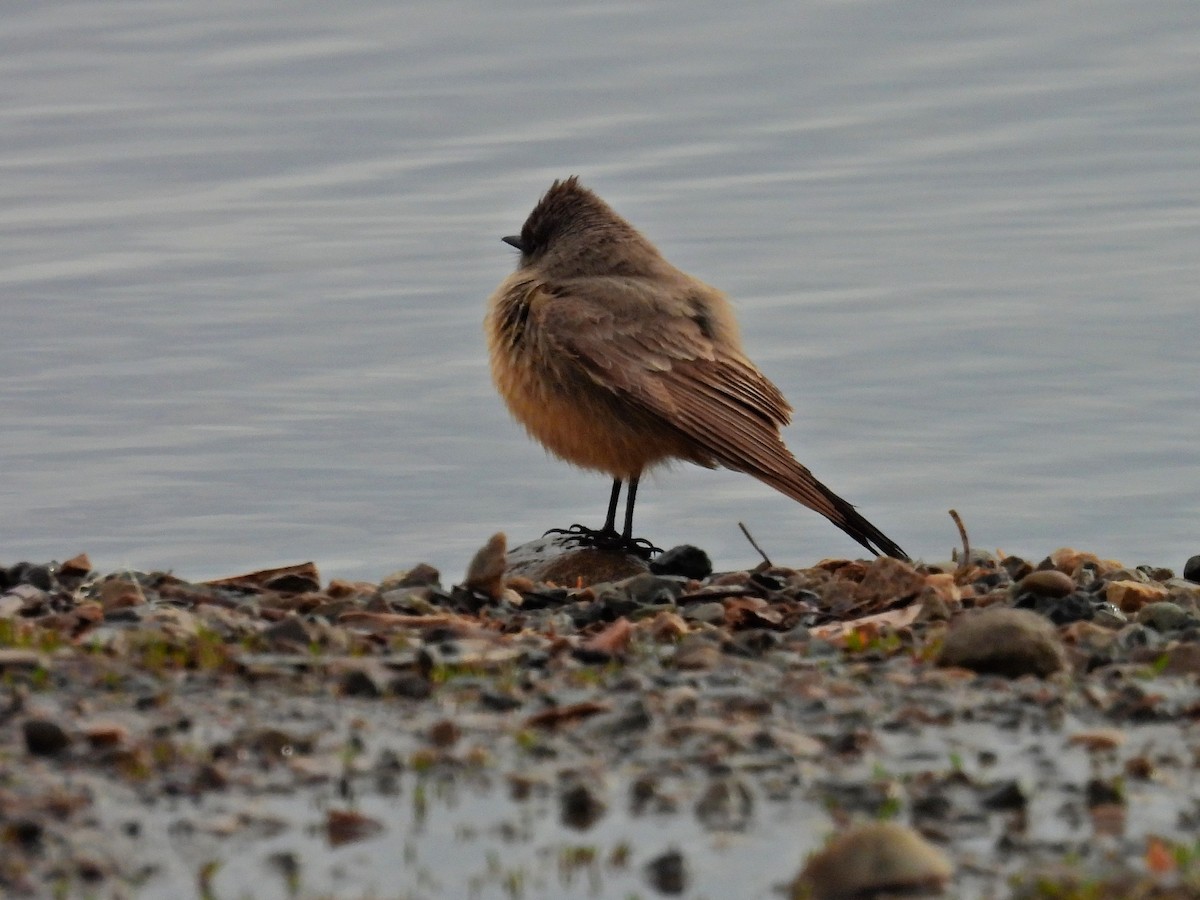 Say's Phoebe - Charles Martinez