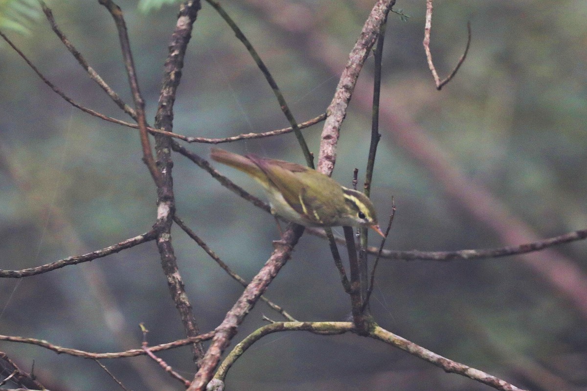 Mosquitero de Hartert - ML618067535