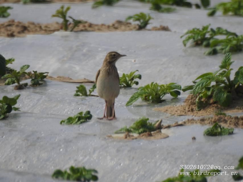 Richard's Pipit - ML618067551