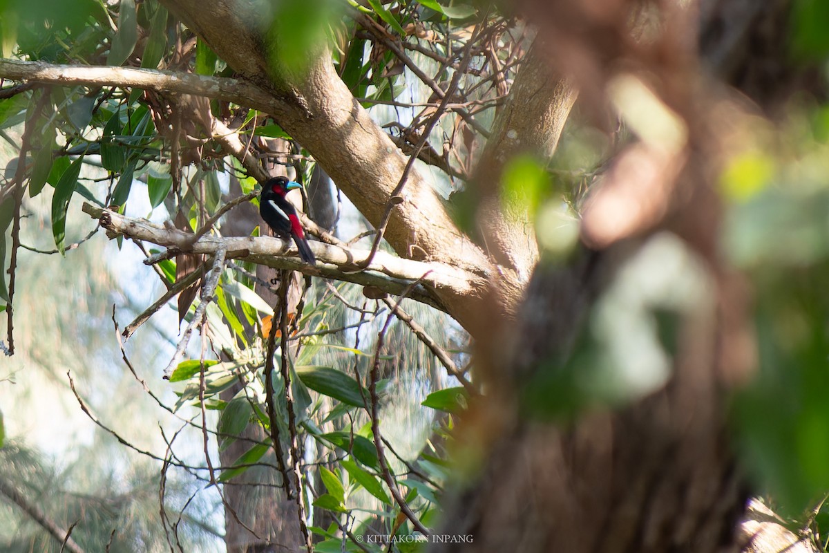 Black-and-red Broadbill - ML618067560