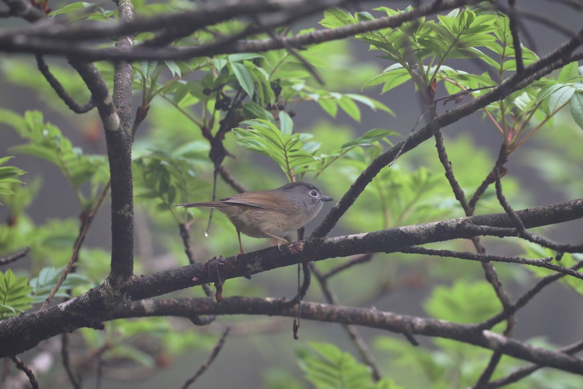 Huet's Fulvetta - ML618067562