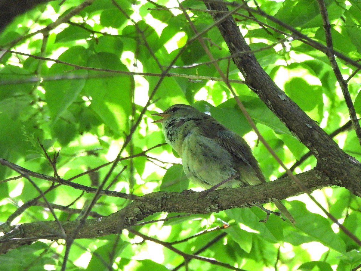 Japanese Bush Warbler - ML618067588