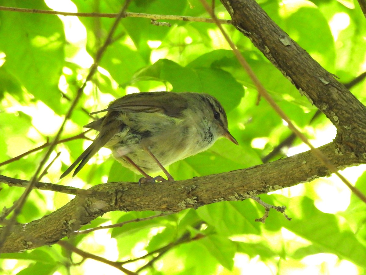 Japanese Bush Warbler - ML618067591