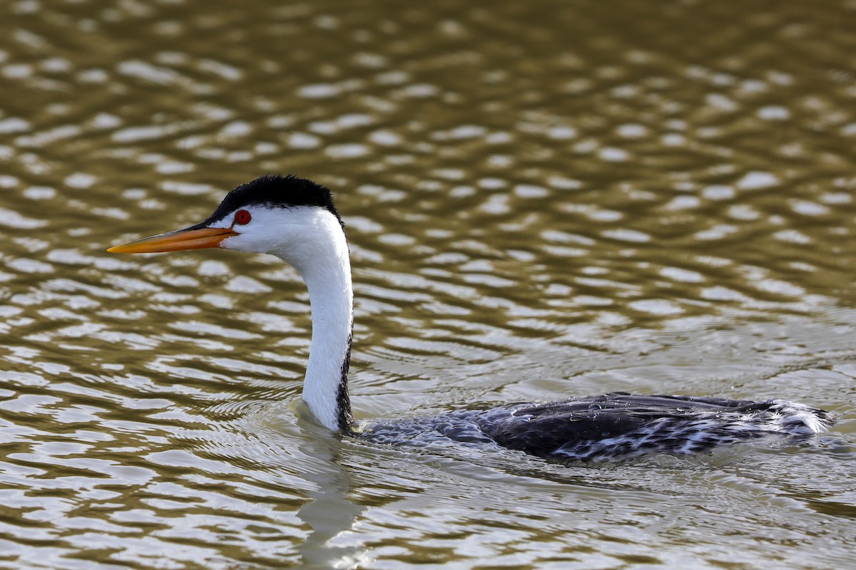 Clark's Grebe - ML618067593