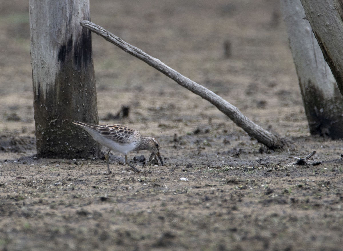 Pectoral Sandpiper - ML618067627