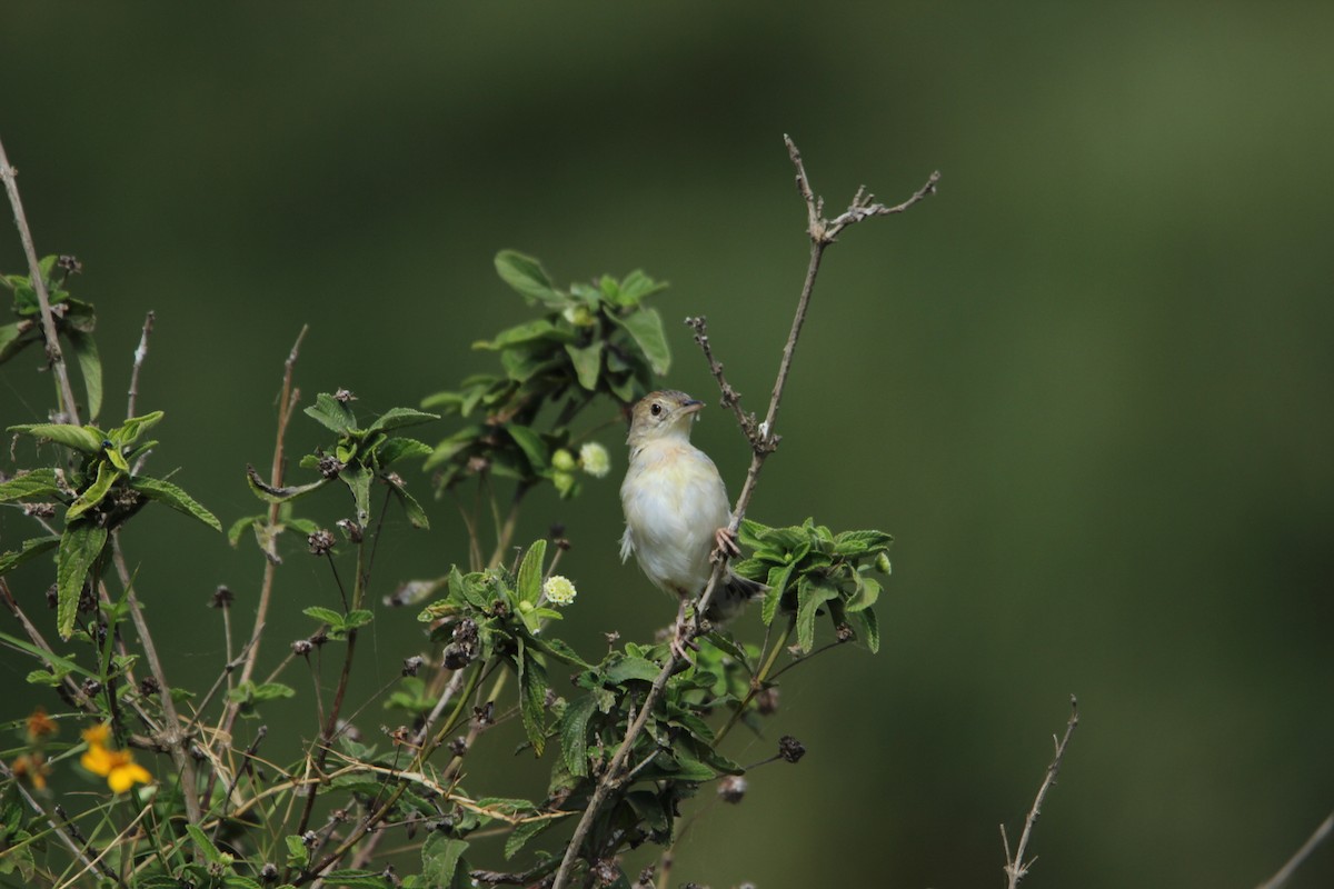 cisticola sp. - ML618067640