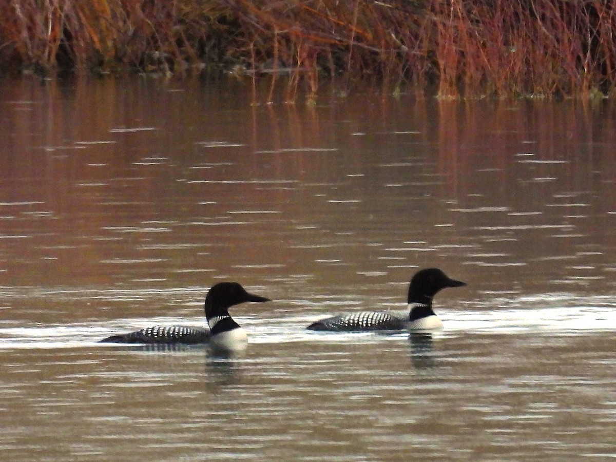 Common Loon - ML618067670