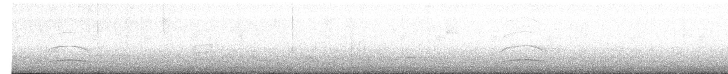 mørkhettetyrann (lawrenceii gr.) - ML618067717