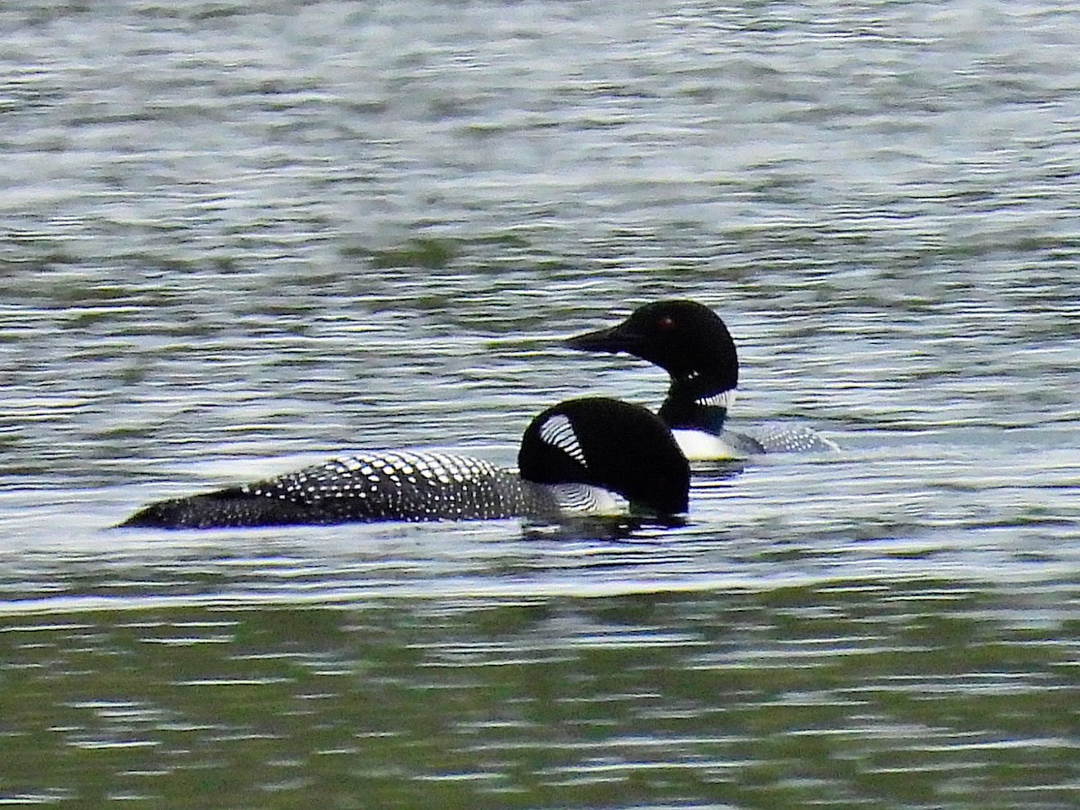 Common Loon - ML618067719