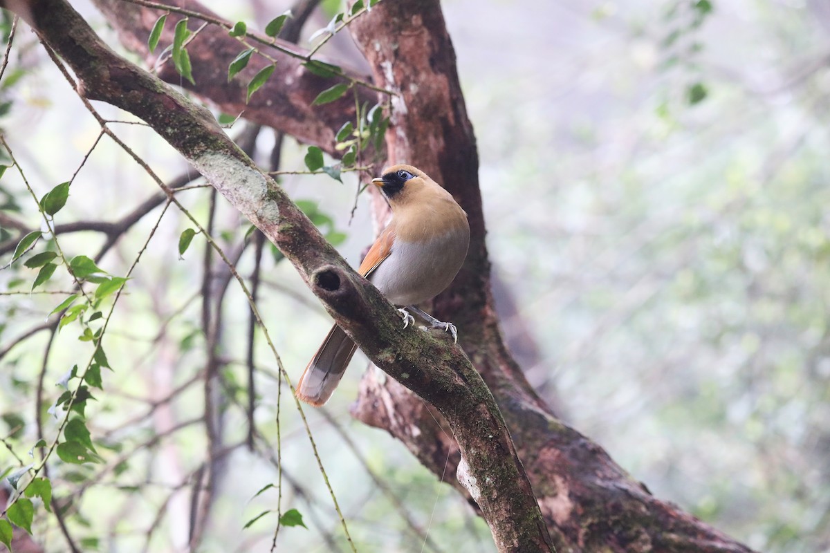 Buffy Laughingthrush - ML618067729