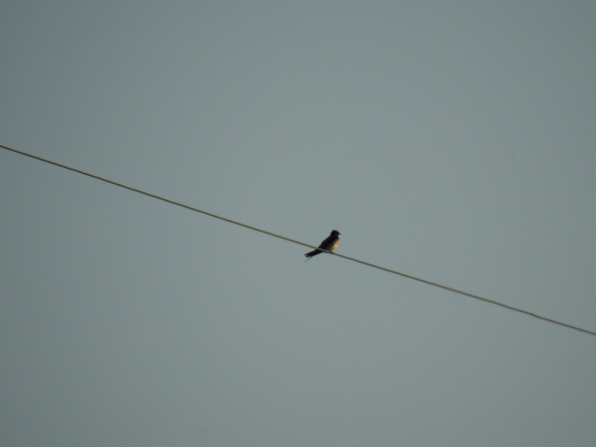 Barn Swallow - ML618067743