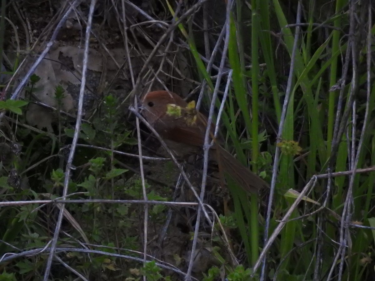 Vinous-throated Parrotbill - Jupiter Jeon