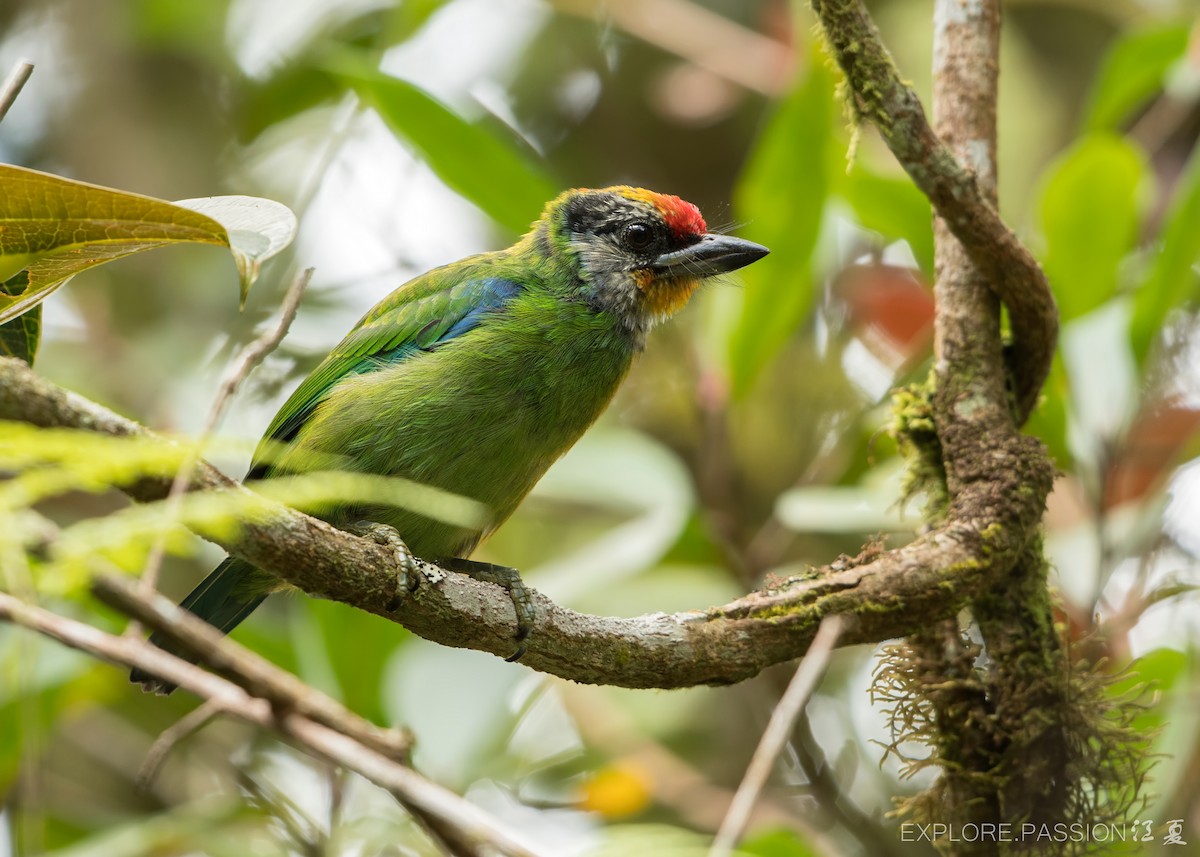 barbet žlutohrdlý (ssp. ramsayi) - ML618067753