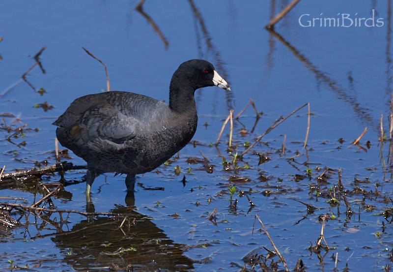American Coot (Red-shielded) - ML618067754