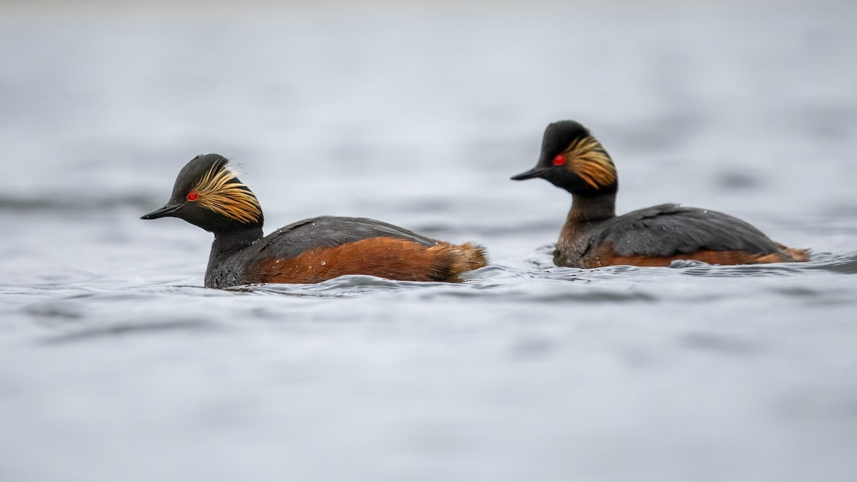 Eared Grebe - Sam  O'Donnell