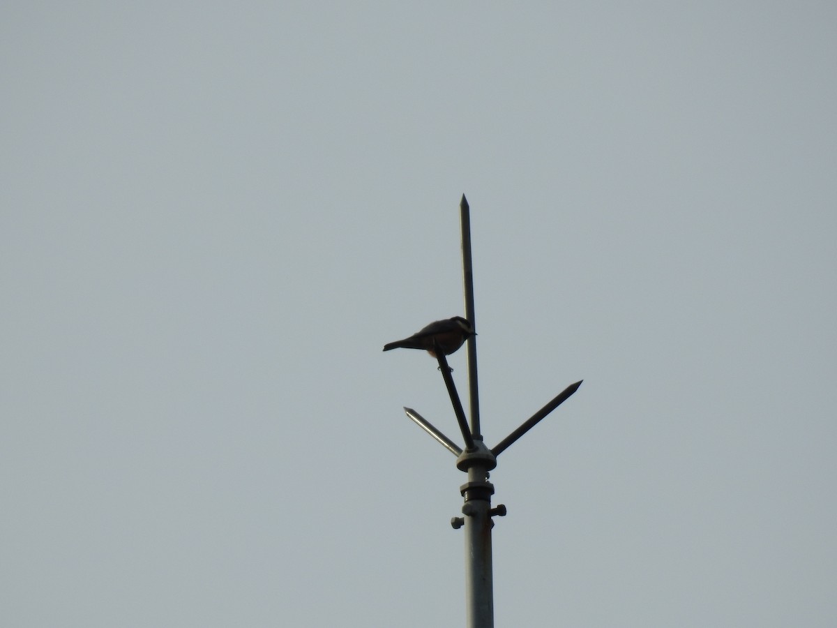 Varied Tit - ML618067779