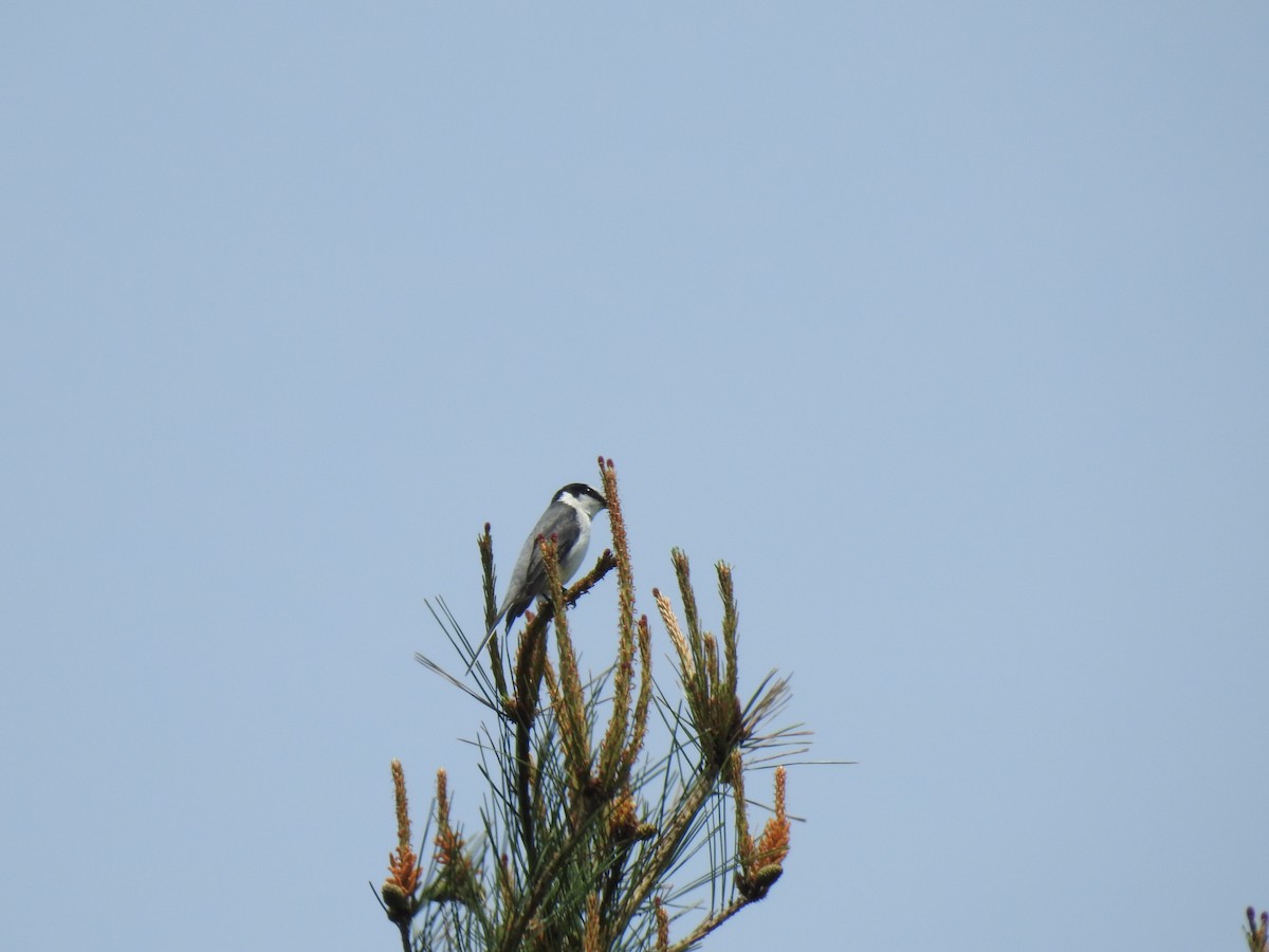 Ashy Minivet - ML618067790