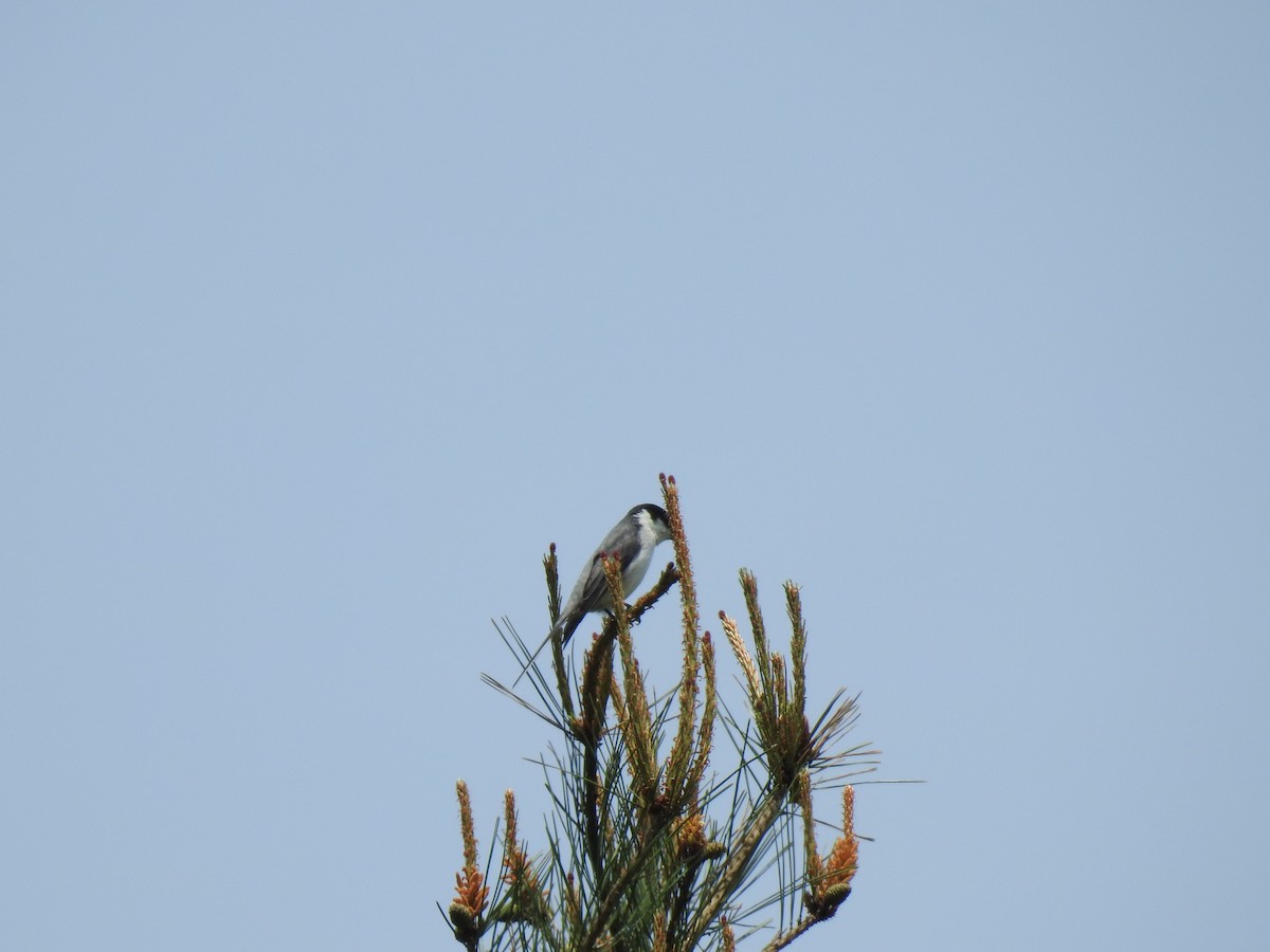 Ashy Minivet - Jupiter Jeon