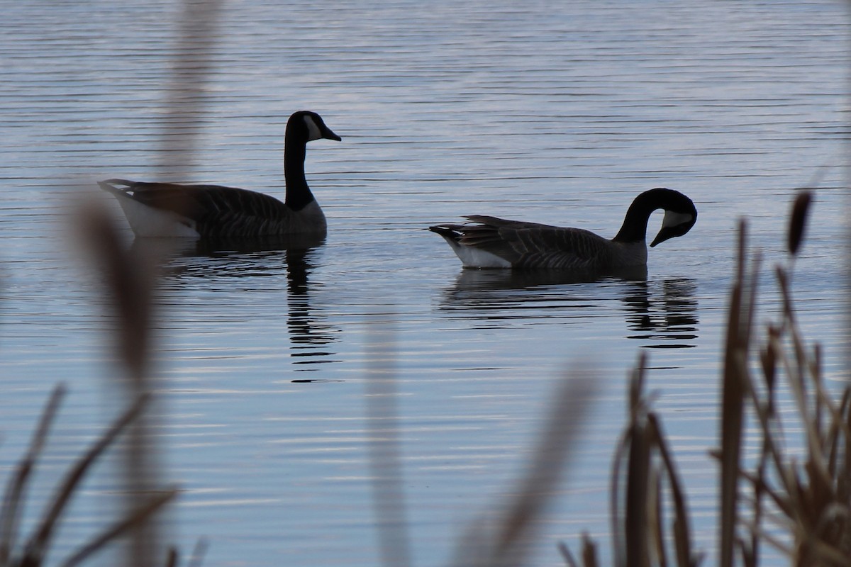 Canada Goose - Amy Ressler-Williams