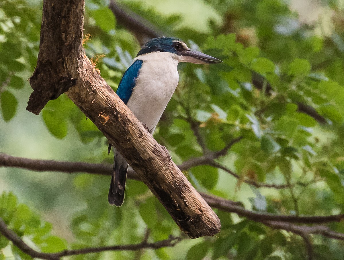 Collared Kingfisher - ML618067868