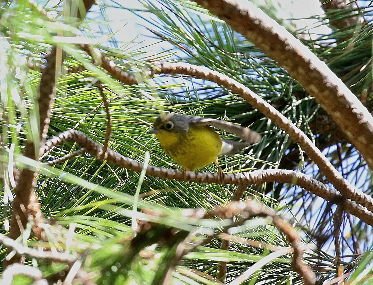 Canada Warbler - ML618067869