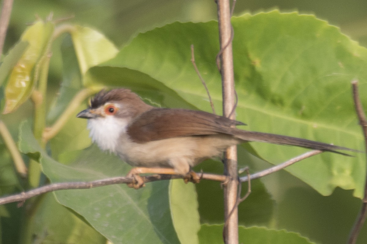 Yellow-eyed Babbler - SOVON PARBAT