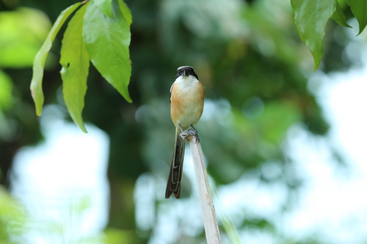 Long-tailed Shrike - Mohd Azmi Ibrahim