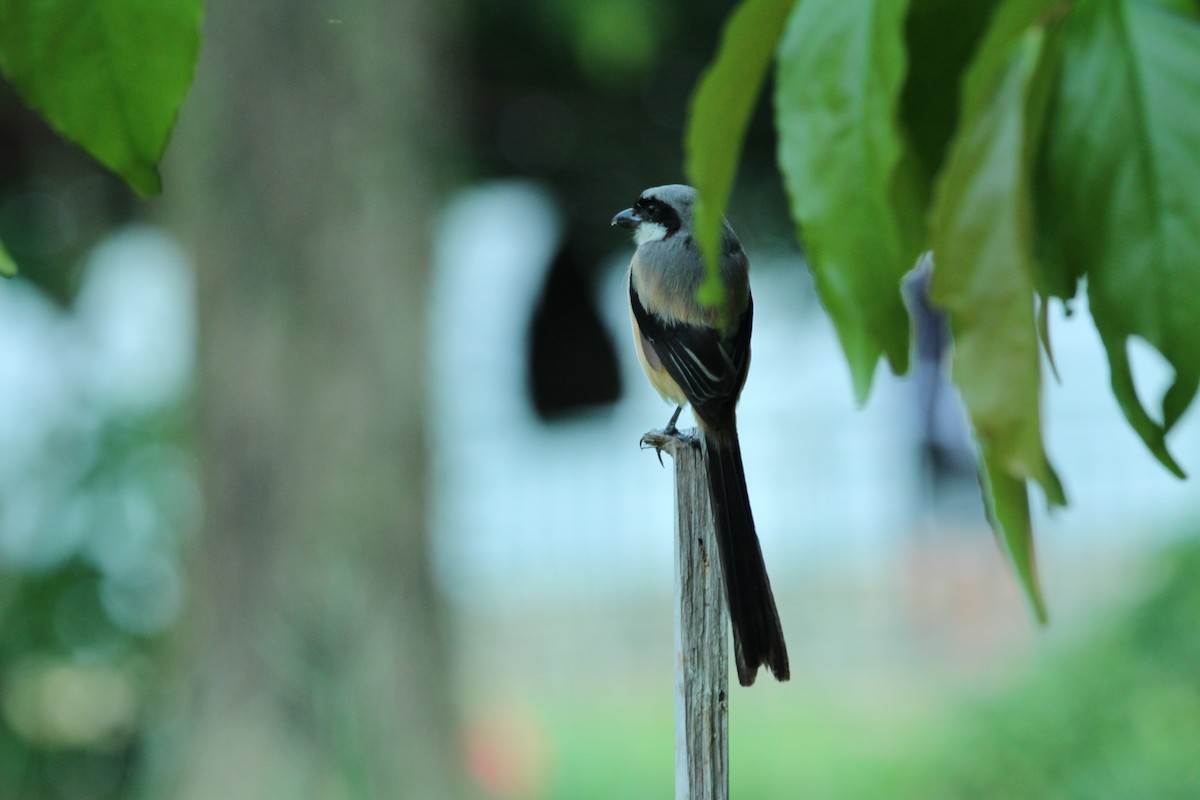 Long-tailed Shrike - Mohd Azmi Ibrahim