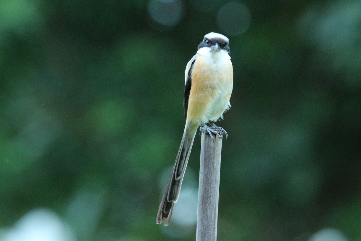 Long-tailed Shrike - Mohd Azmi Ibrahim