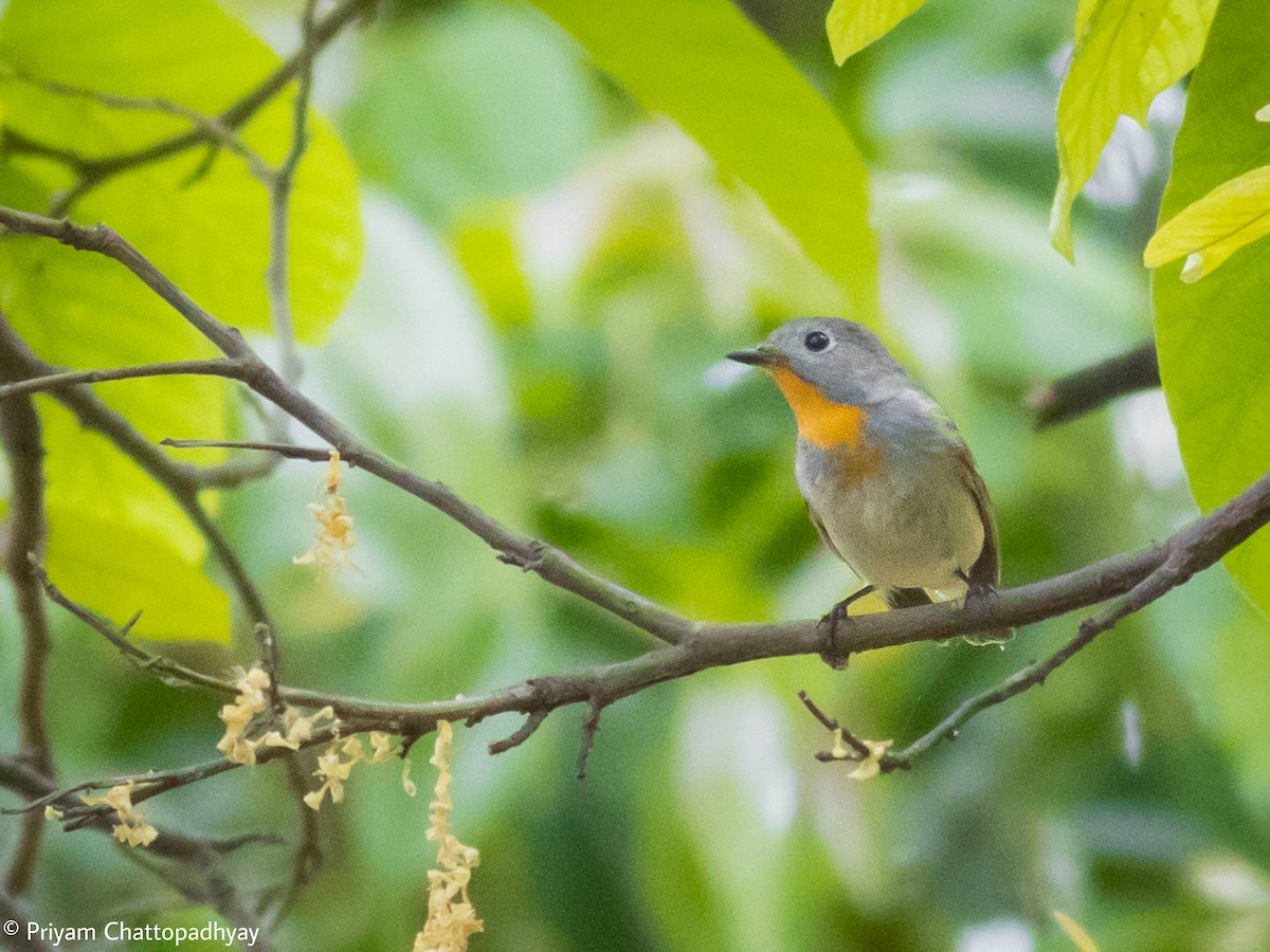 Red-breasted Flycatcher - ML618067940