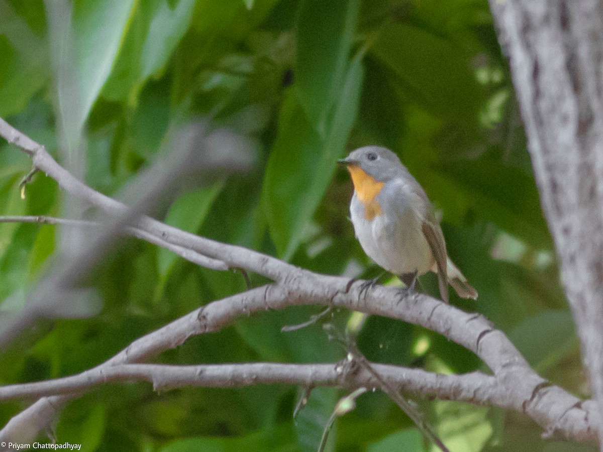 Red-breasted Flycatcher - ML618067942