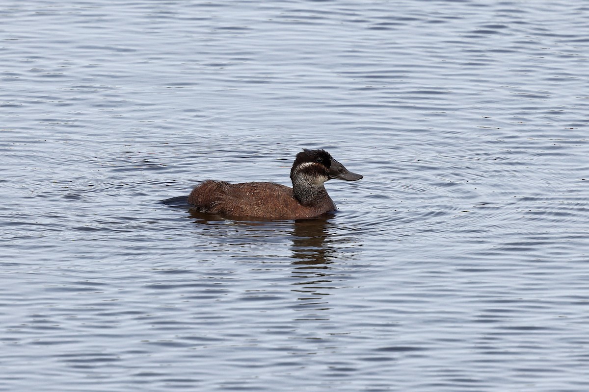 White-headed Duck - Brendan Ryan