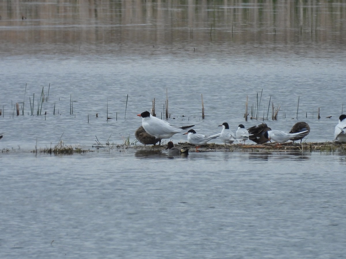 Forster's Tern - Clayton Will