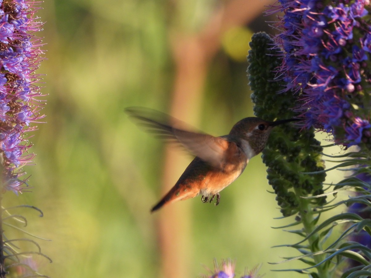 Rufous Hummingbird - Kathy Burba